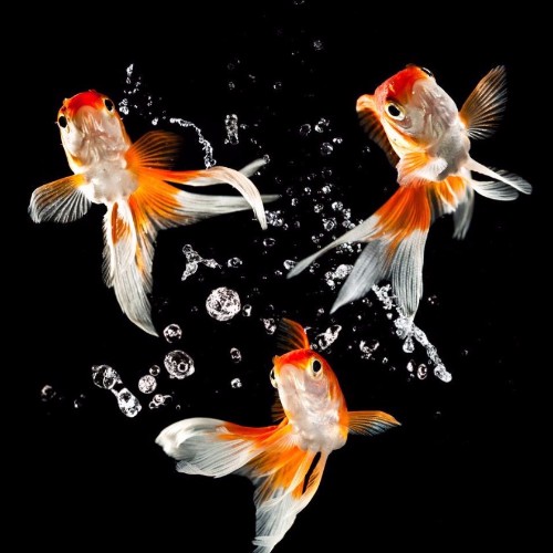 微信头像水中鱼的图片图片