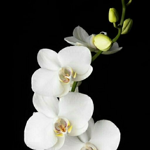 古典架空  一世诺   徐攸南早知穆典会出手,侧身避开,一扬袖,梅花镖