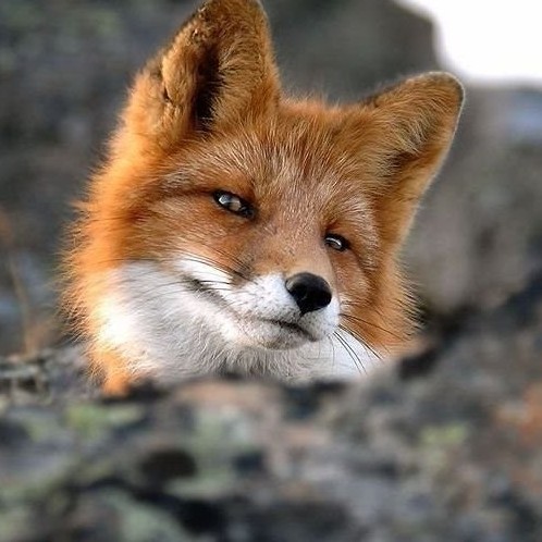 红狐头像图片