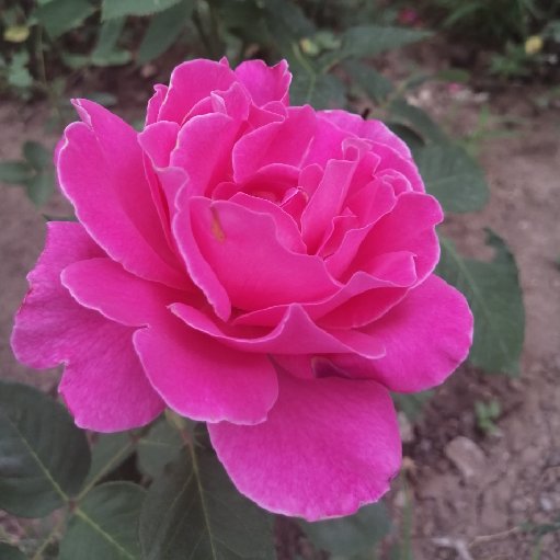 菩提情缘的全部小说作品_菩提情缘作品排行榜 – 红袖读书