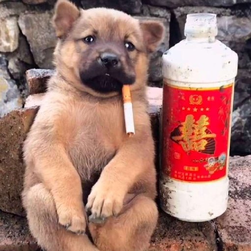 狗狗叼烟图片大全图片