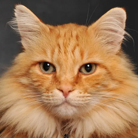 橘猫头像高清无水印图片
