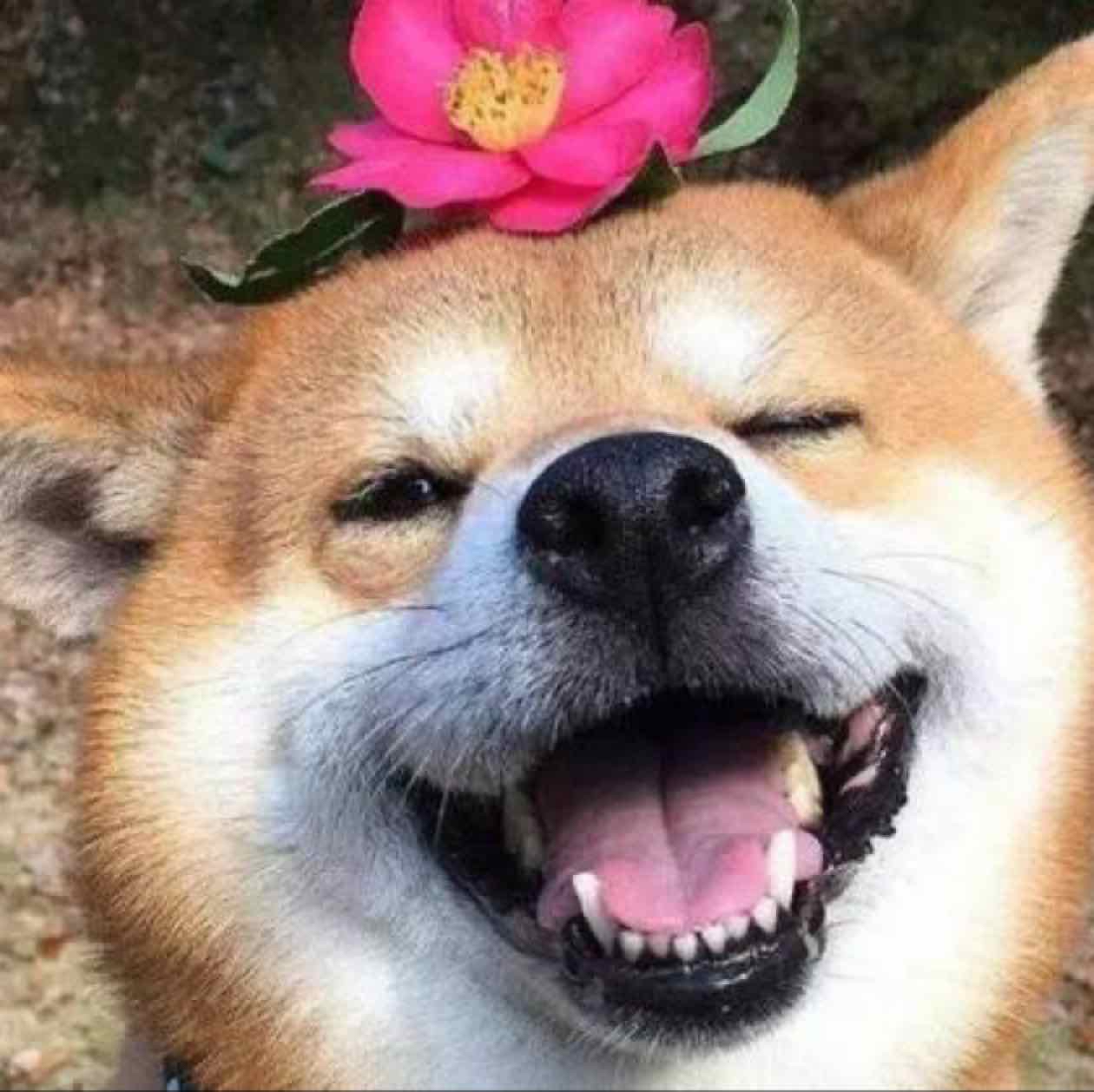 奋斗向上的大吉