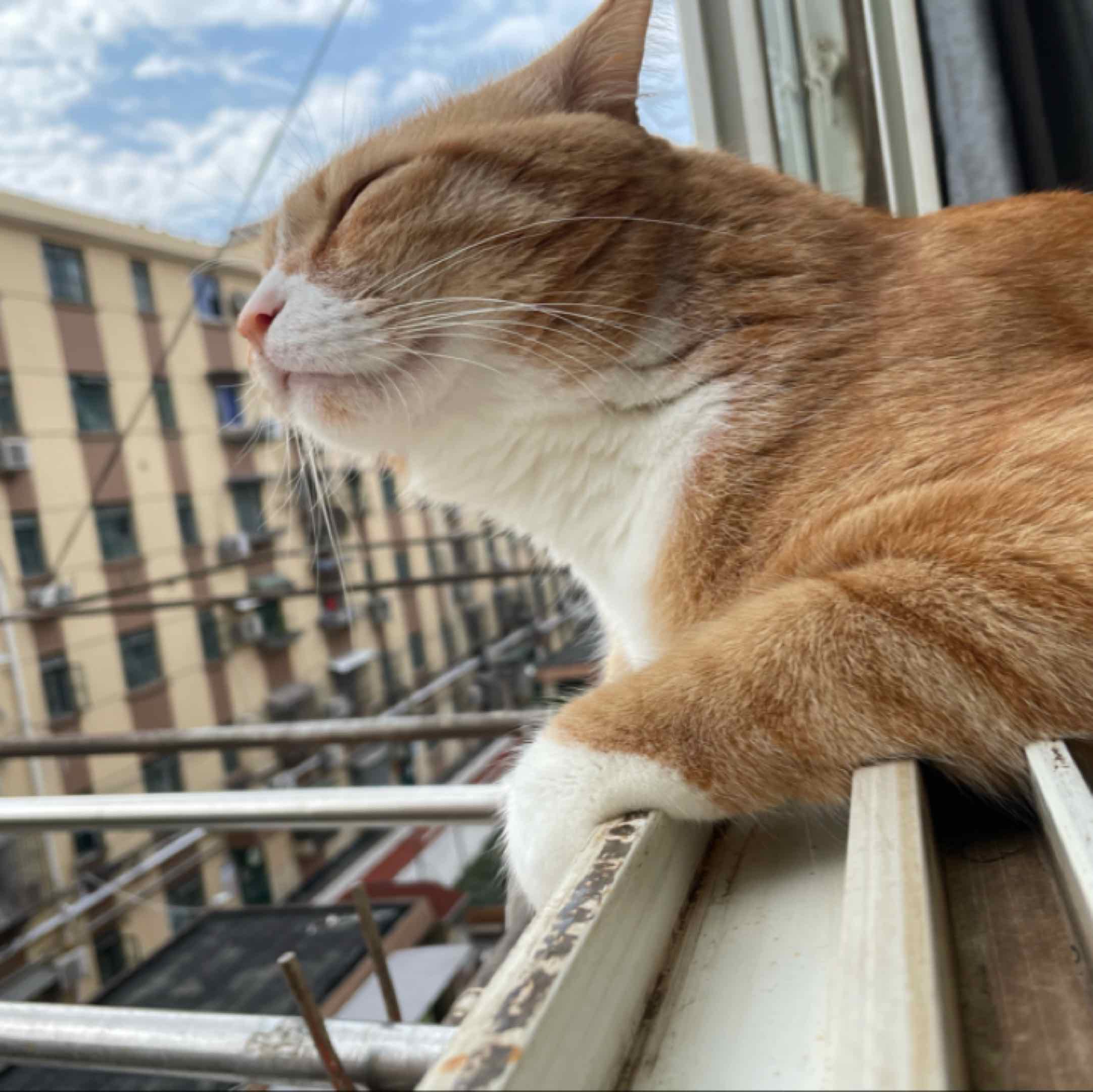 橘猫晒太阳