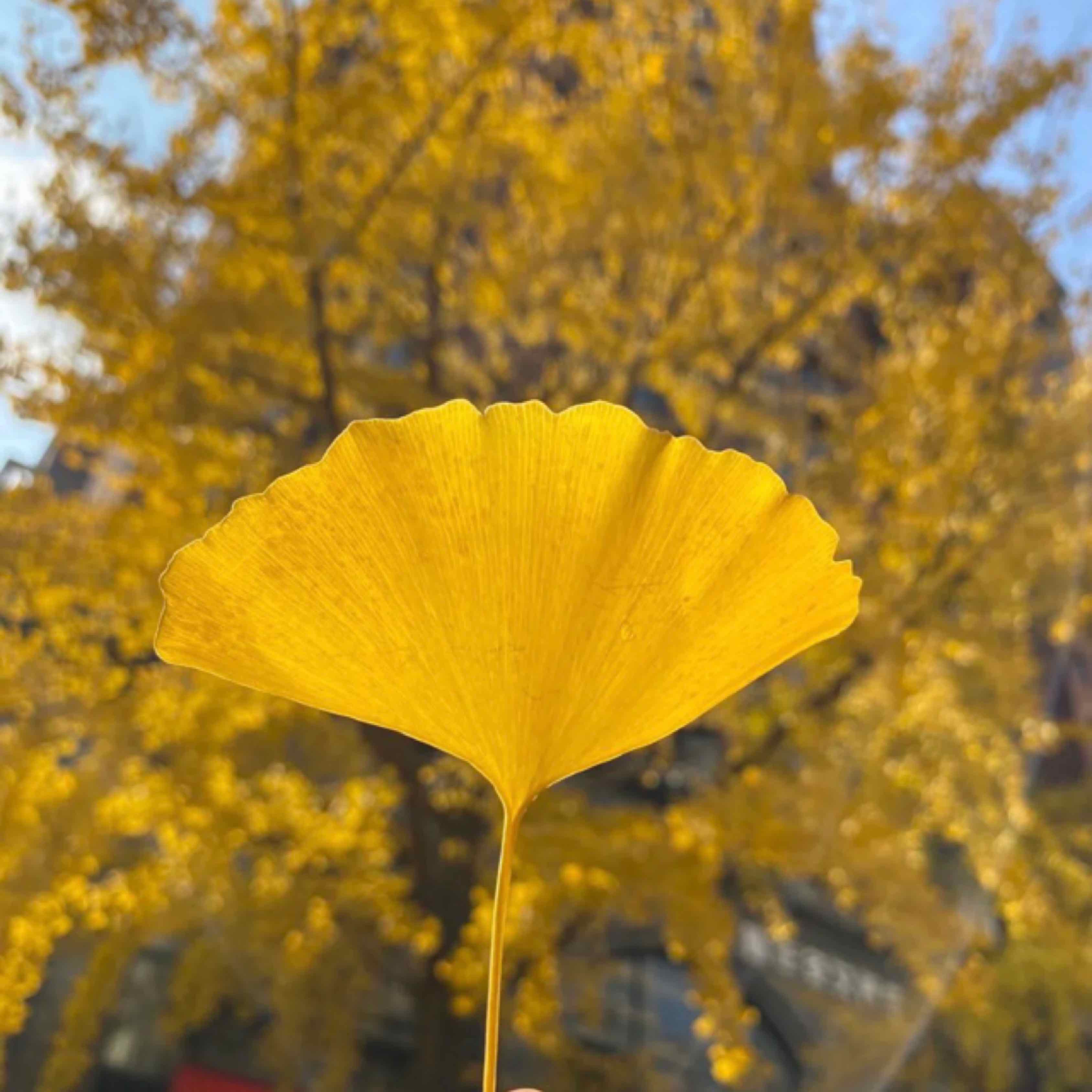 银杏叶风景头像图片